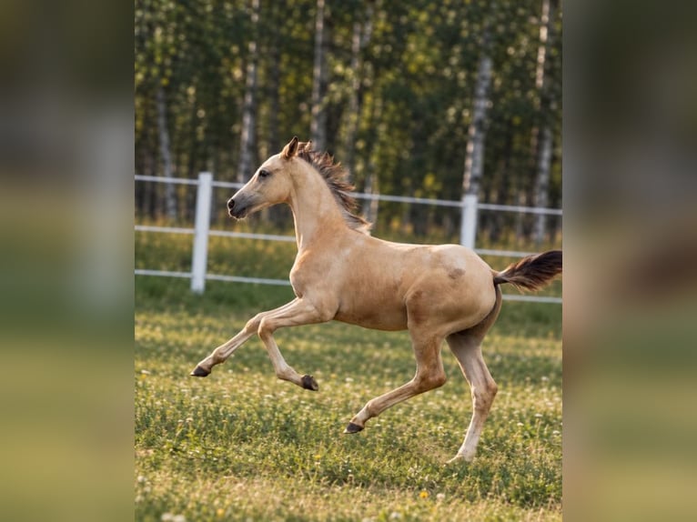 Anglo European Studbook Mare Foal (05/2026) 16 hh Leopard-Piebald in wojcieszków