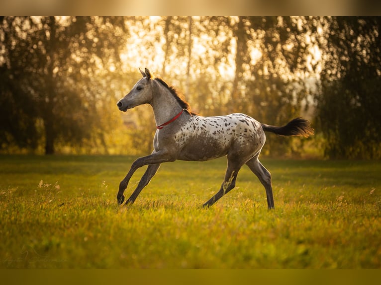 Anglo European Studbook Mare Foal (06/2025) 16,2 hh Leopard-Piebald in siedliska