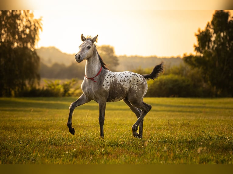 Anglo European Studbook Mare Foal (06/2025) 16,2 hh Leopard-Piebald in siedliska