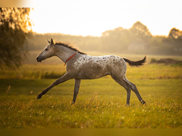Anglo European Studbook Mare Foal (06/2025) 16,2 hh Leopard-Piebald in siedliska