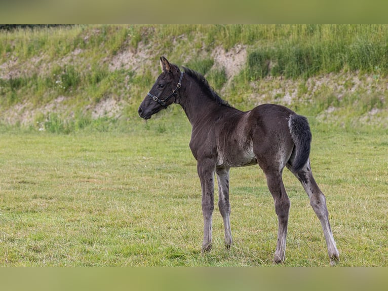 Anglo European Studbook Mare Foal (05/2024) Bay-Dark in Devon