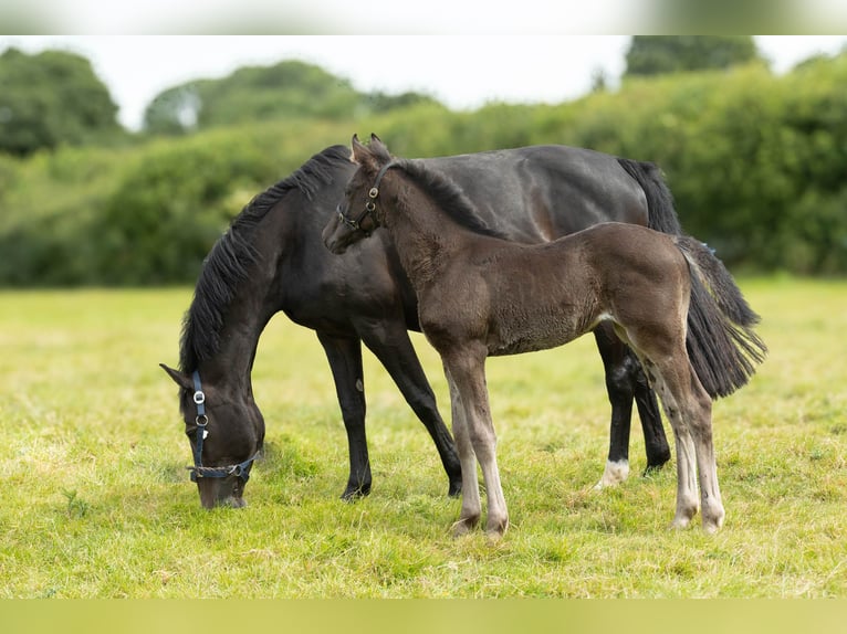 Anglo European Studbook Mare Foal (05/2024) Bay-Dark in Devon