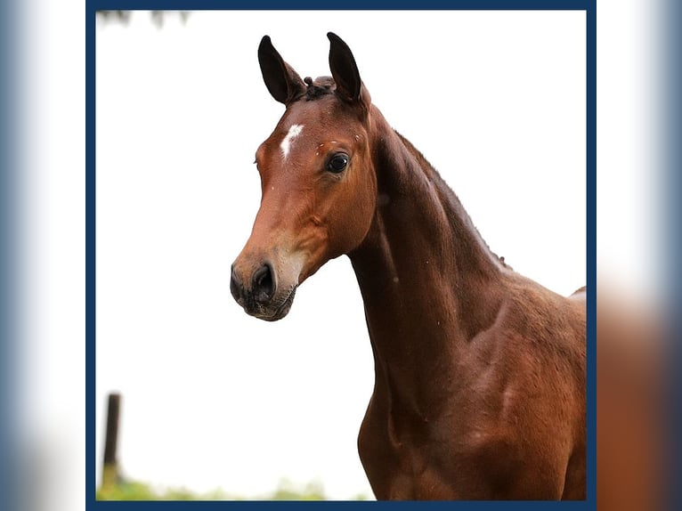 Anglo European Studbook Mare Foal (06/2024) Brown in Gieten