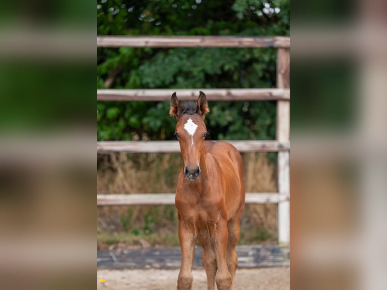 Anglo European Studbook Mare Foal (05/2025) Brown in GROTE-BROGEL