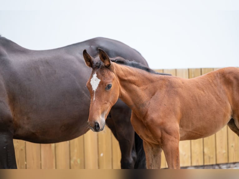 Anglo European Studbook Mare Foal (05/2025) Brown in GROTE-BROGEL