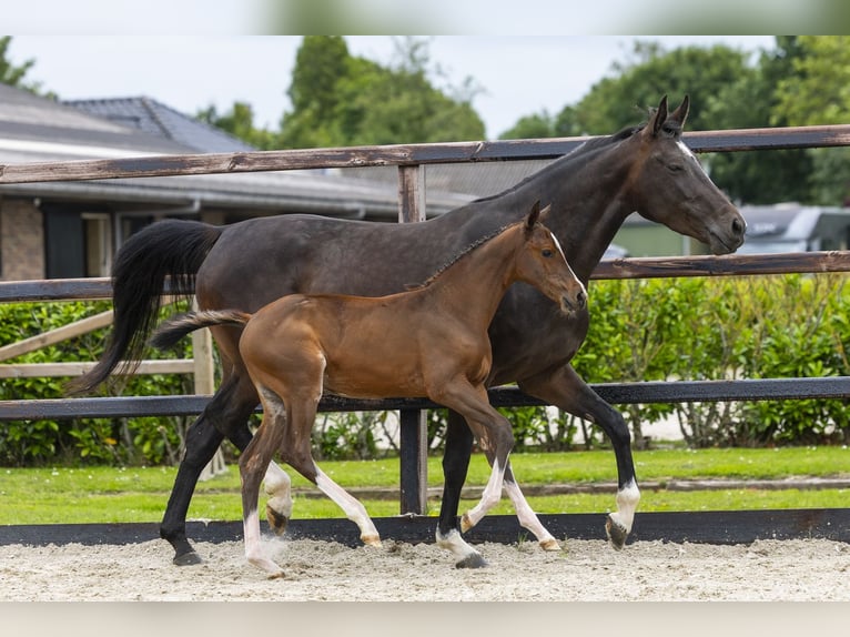 Anglo European Studbook Mare Foal (04/2026) Brown in Waddinxveen