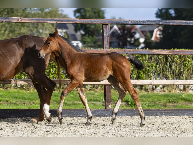 Anglo European Studbook Mare Foal (06/2025) Brown in Waddinxveen