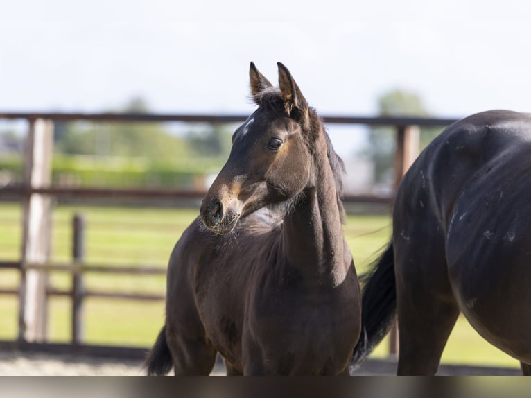 Anglo European Studbook Mare Foal (06/2025) Brown in Waddinxveen