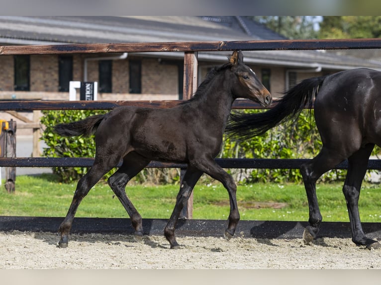 Anglo European Studbook Mare Foal (06/2025) Brown in Waddinxveen