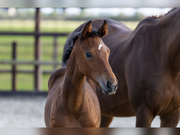Anglo European Studbook Mare Foal (06/2025) Brown in Waddinxveen