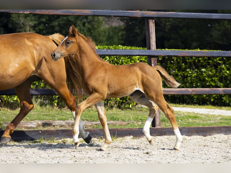 Anglo European Studbook Mare Foal (05/2025) Chestnut-Red in Waddinxveen