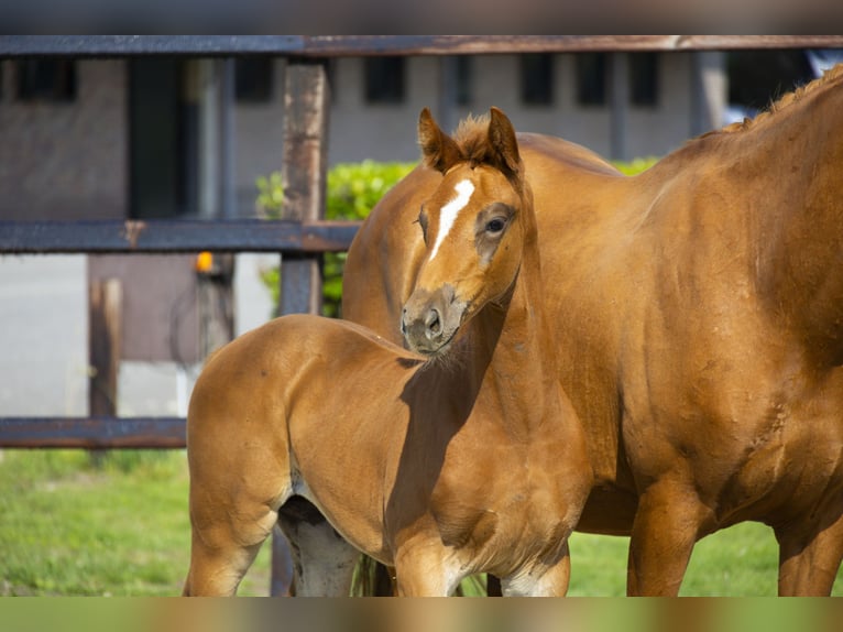 Anglo European Studbook Mare Foal (05/2025) Chestnut-Red in Waddinxveen