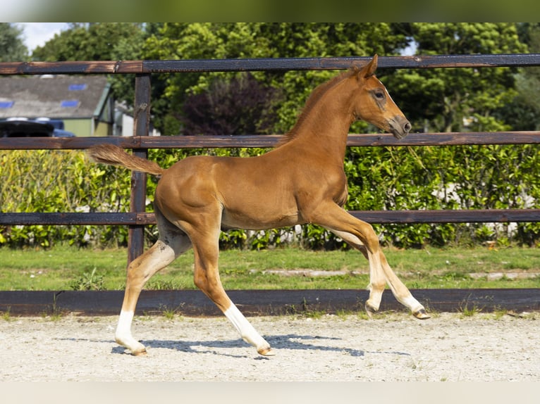 Anglo European Studbook Mare Foal (05/2025) Chestnut-Red in Waddinxveen