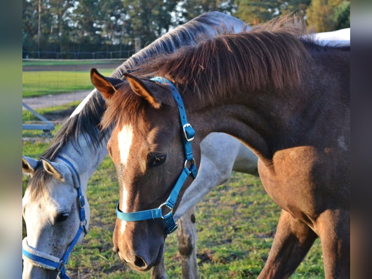 Anglo European Studbook Mare Foal (03/2024) Gray-Fleabitten in Opole