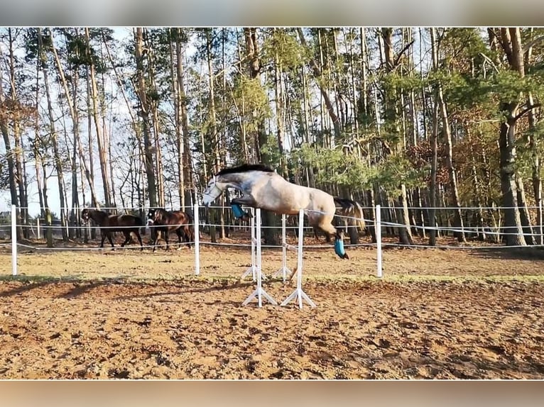 Anglo European Studbook Mare Foal (03/2024) Gray-Fleabitten in Opole