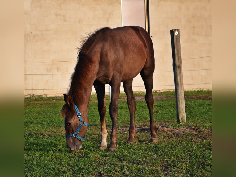 Anglo European Studbook Mare Foal (03/2024) Gray-Fleabitten in Opole