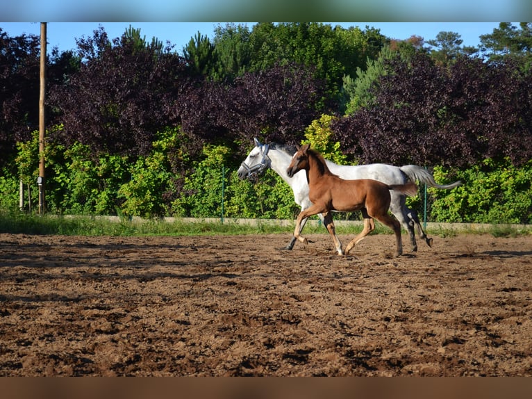 Anglo European Studbook Mare Foal (03/2024) Gray-Fleabitten in Opole