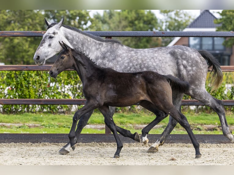 Anglo European Studbook Mare Foal (05/2025) Grey in Waddinxveen