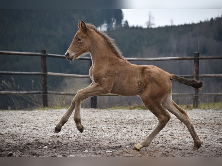 Anglo European Studbook Mare  Pearl in Dochamps