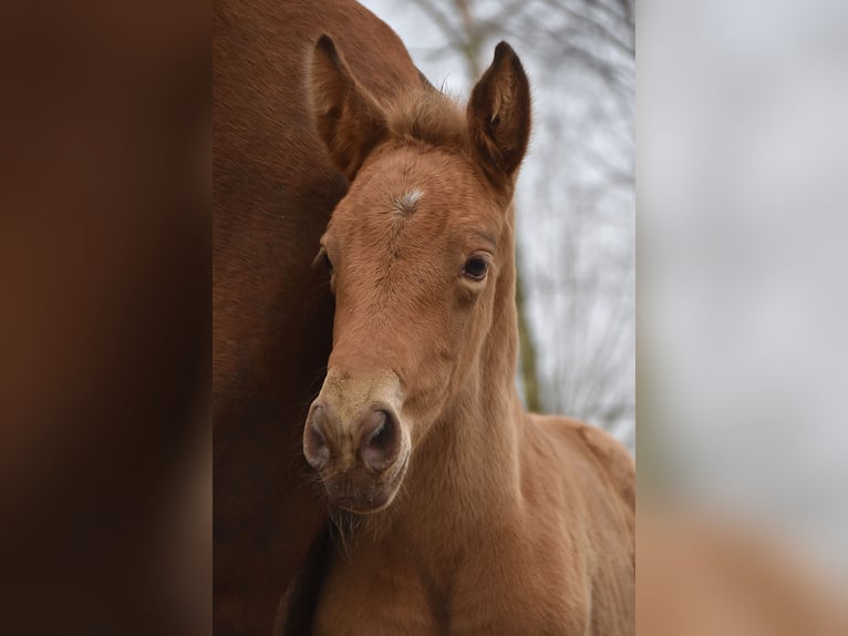Anglo European Studbook Mare  Pearl in Dochamps
