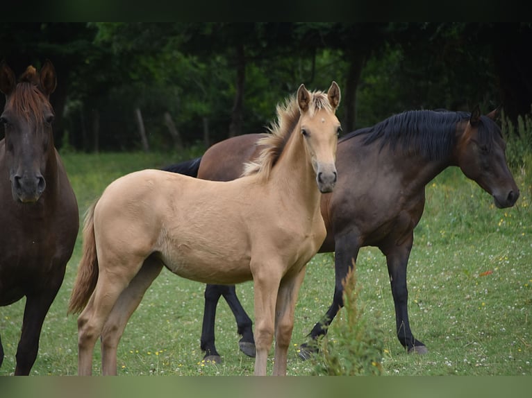 Anglo European Studbook Mare  Pearl in Dochamps