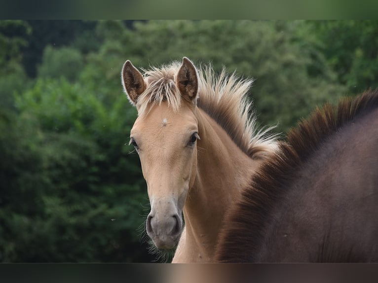 Anglo European Studbook Mare  Pearl in Dochamps