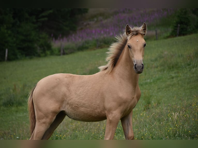 Anglo European Studbook Mare  Pearl in Dochamps
