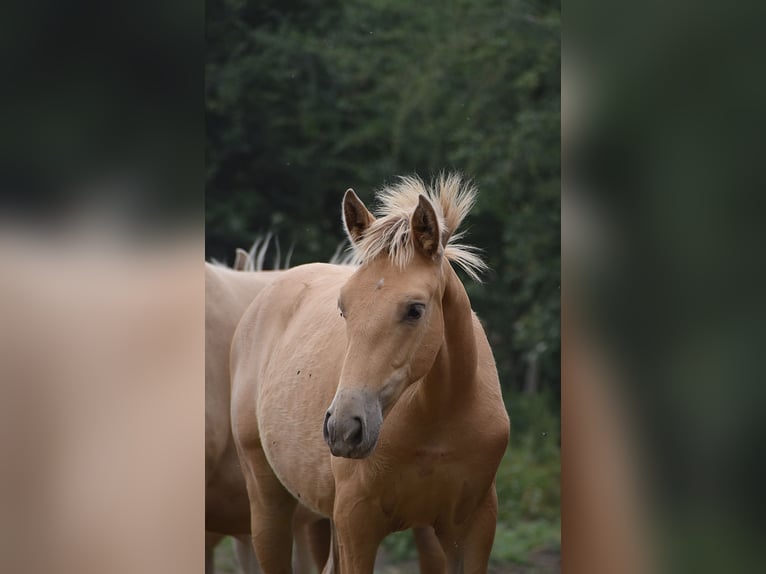 Anglo European Studbook Mare  Pearl in Dochamps