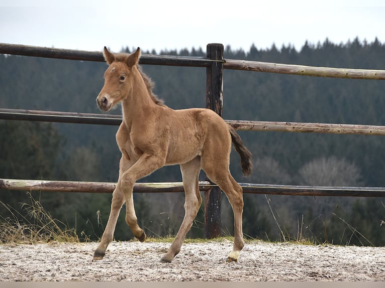 Anglo European Studbook Mare  Pearl in Dochamps