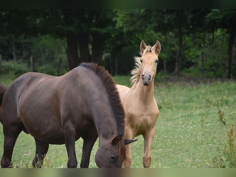 Anglo European Studbook Mare  Pearl in Dochamps