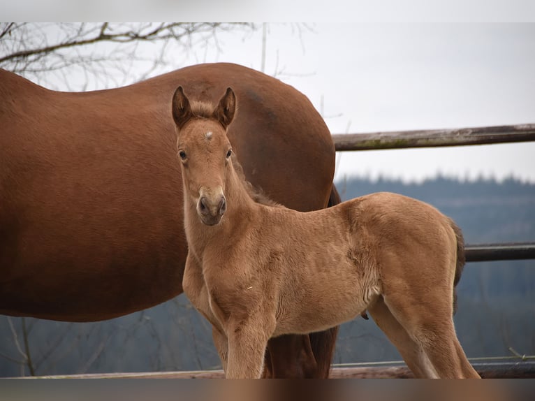Anglo European Studbook Mare  Pearl in Dochamps