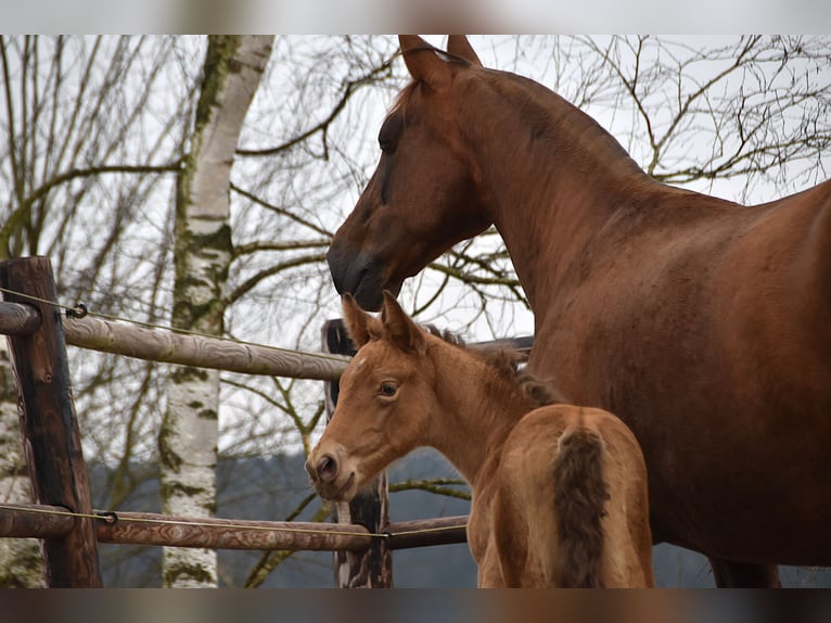Anglo European Studbook Mare  Pearl in Dochamps
