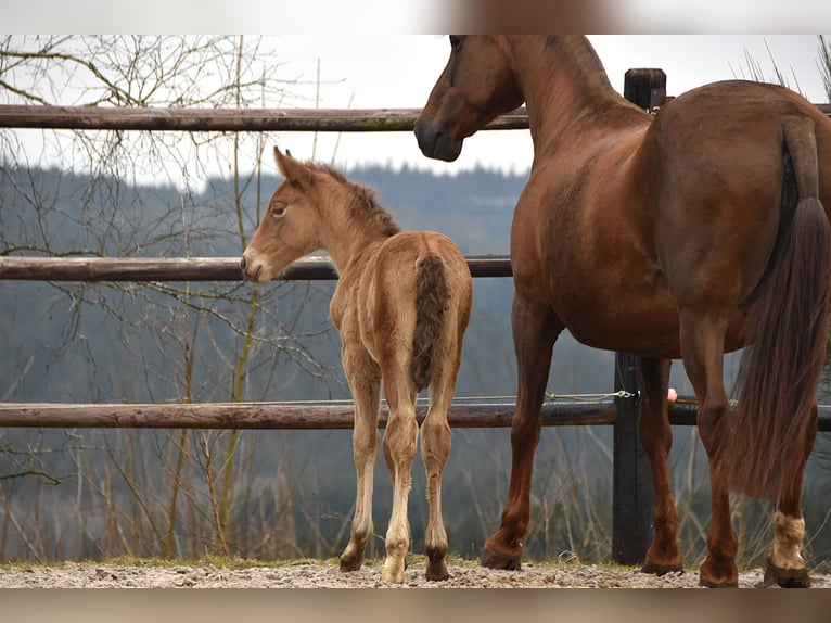 Anglo European Studbook Mare  Pearl in Dochamps