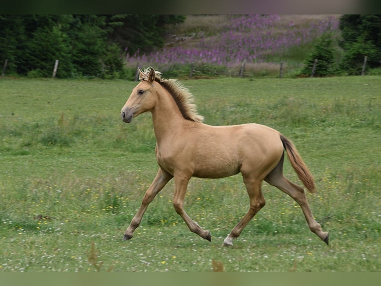Anglo European Studbook Mare  Pearl in Dochamps