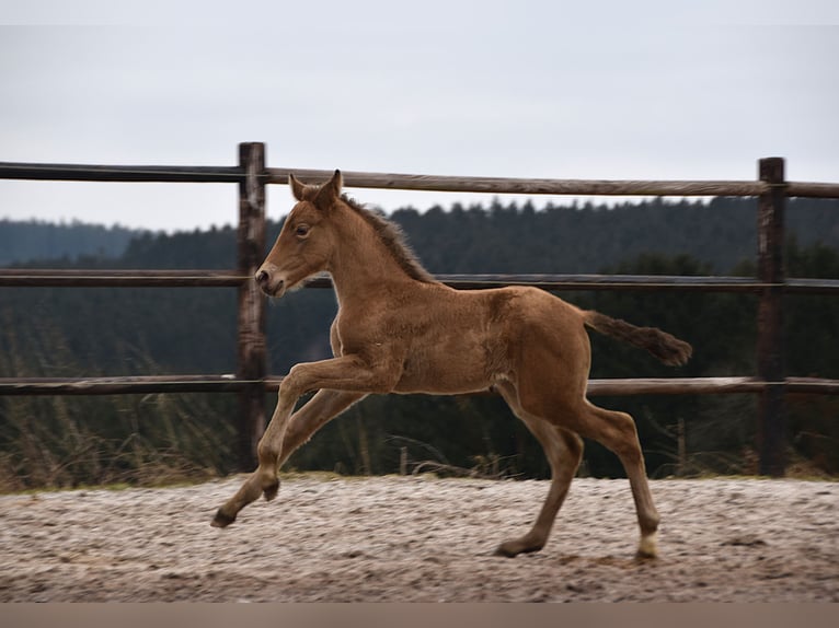 Anglo European Studbook Mare  Pearl in Dochamps