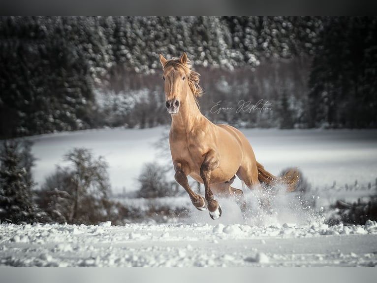 Anglo European Studbook Mare  Pearl in Dochamps