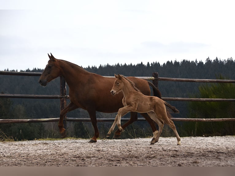 Anglo European Studbook Mare  Pearl in Dochamps