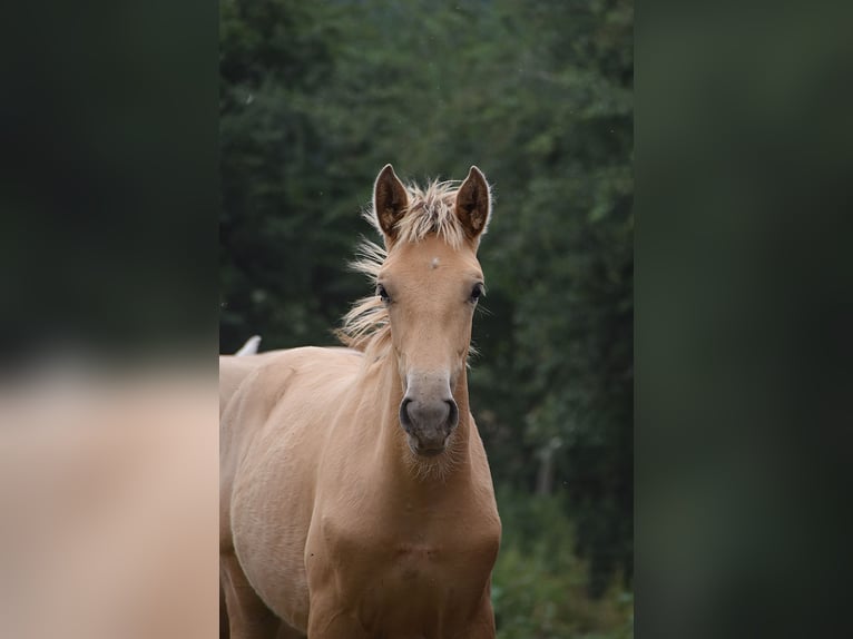 Anglo European Studbook Mare  Pearl in Dochamps