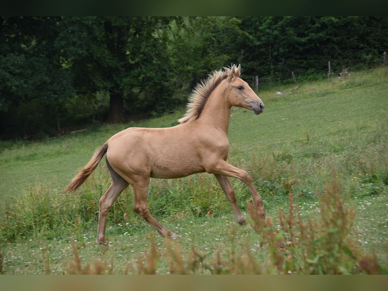 Anglo European Studbook Mare  Pearl in Dochamps