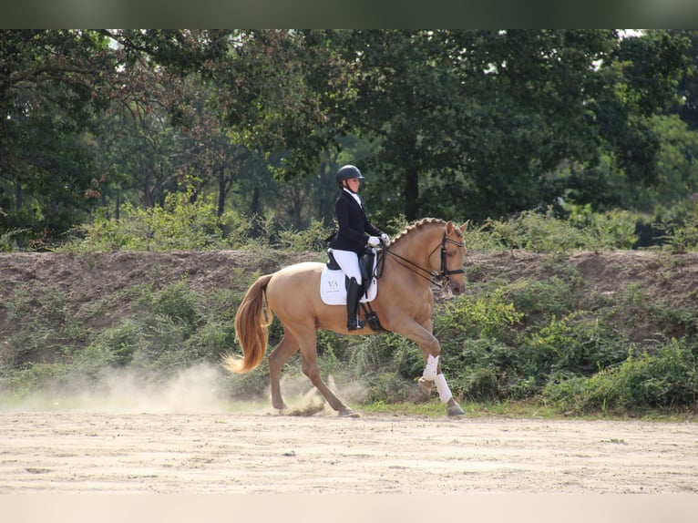 Anglo European Studbook Mare  Pearl in Dochamps