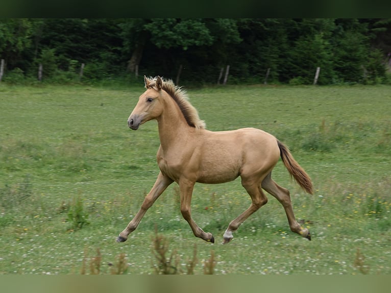 Anglo European Studbook Mare  Pearl in Dochamps