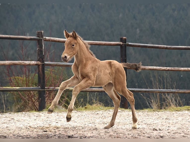 Anglo European Studbook Mare  Pearl in Dochamps