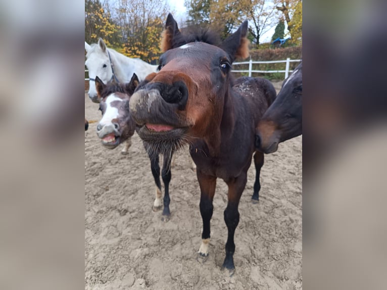 Anglo European Studbook Mare Foal (05/2025) in Gummersbach