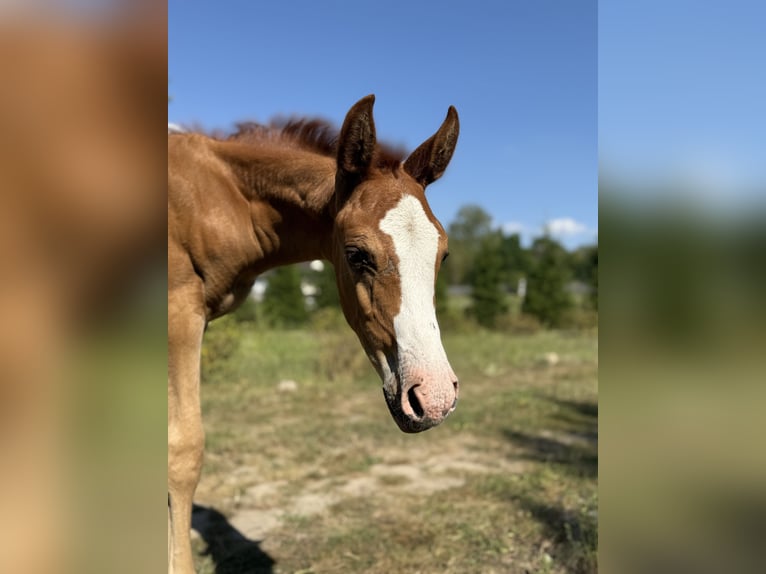 Anglo European Studbook Mare Foal (01/2025) in Ewelin