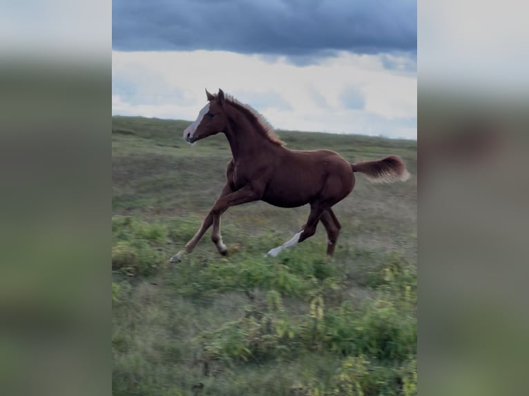 Anglo European Studbook Mare Foal (01/2025) in Ewelin