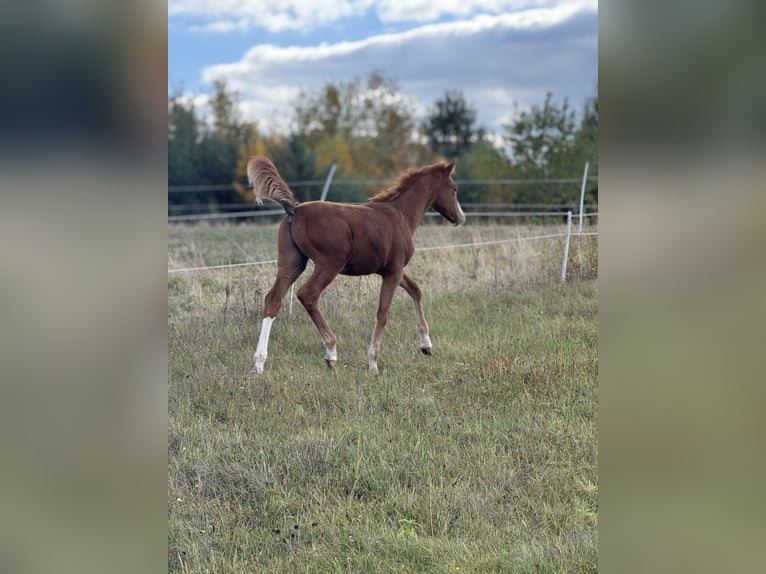 Anglo European Studbook Mare Foal (01/2025) in Ewelin