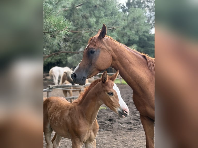 Anglo European Studbook Mare Foal (01/2025) in Ewelin