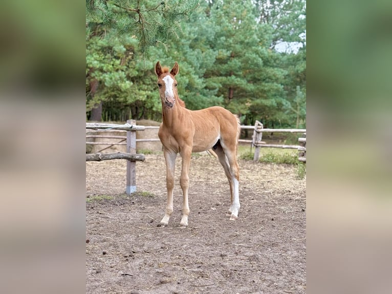 Anglo European Studbook Mare Foal (01/2025) in Ewelin