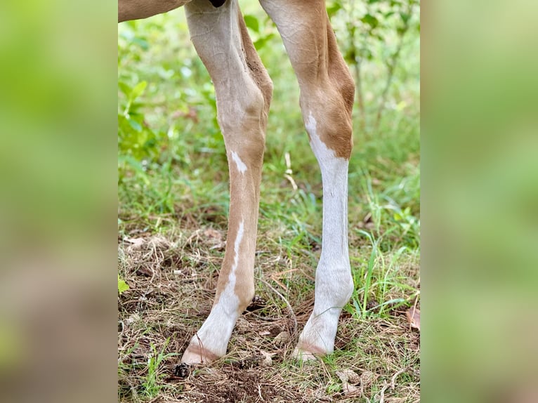 Anglo European Studbook Mare Foal (01/2025) in Ewelin
