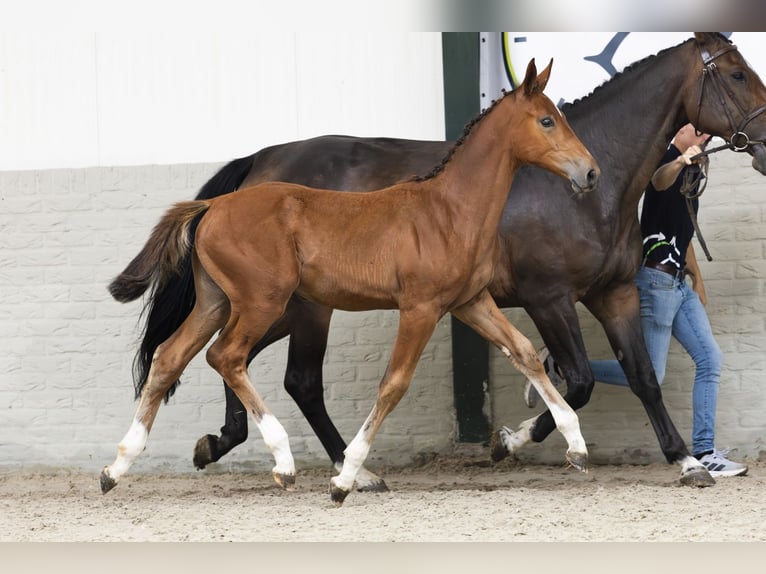 Anglo European Studbook Mare Foal (03/2025) in Heerde
